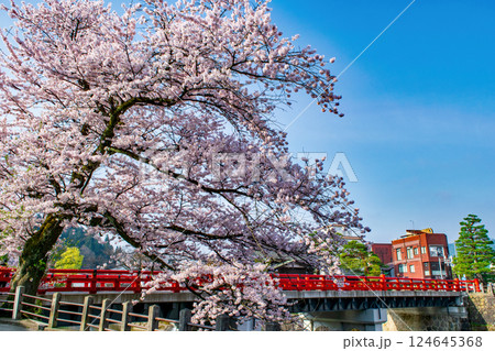 飛騨高山　赤い欄干の中橋　満開の桜　4月下旬 124645368
