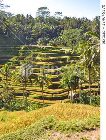 バリ島の美しい棚田 124645370