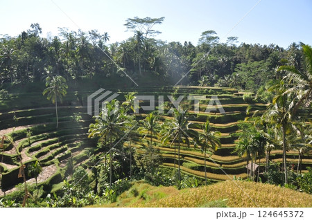 バリ島の美しい棚田 124645372