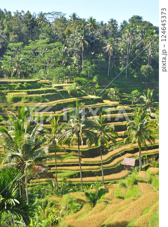 バリ島の美しい棚田 124645373