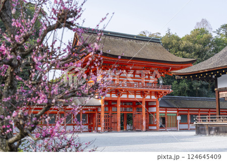 京都　下鴨神社　光琳の梅と楼門 124645409