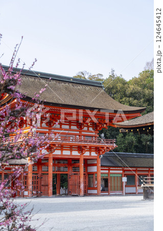 京都　下鴨神社　光琳の梅と楼門 124645412