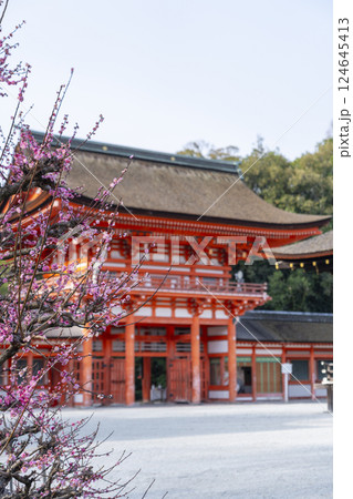 京都 下鴨神社 光琳の梅と楼門 京都 下鴨神社 光琳の梅と楼門 124645413