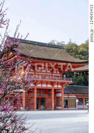 京都 下鴨神社 光琳の梅と楼門 京都 下鴨神社 光琳の梅と楼門 124645415