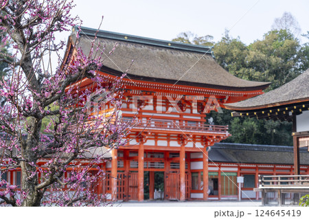 京都　下鴨神社　光琳の梅と楼門 124645419