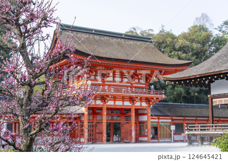 京都　下鴨神社　光琳の梅と楼門 124645421