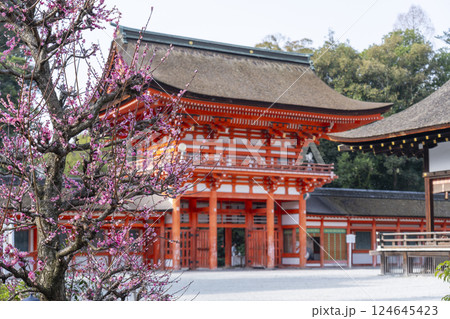 京都　下鴨神社　光琳の梅と楼門 124645423