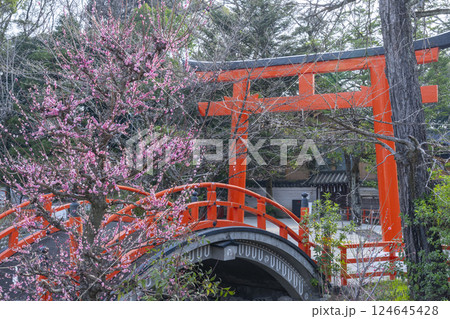京都　下鴨神社　光琳の梅と朱塗りの輪橋 124645428