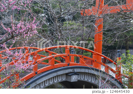 京都　下鴨神社　光琳の梅と朱塗りの輪橋 124645430