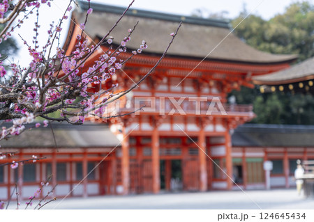 京都 下鴨神社 光琳の梅と楼門 京都 下鴨神社 光琳の梅と楼門 124645434