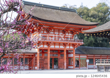 京都　下鴨神社　光琳の梅と楼門 124645436