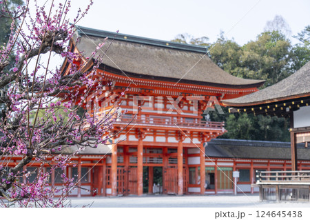 京都　下鴨神社　光琳の梅と楼門 124645438