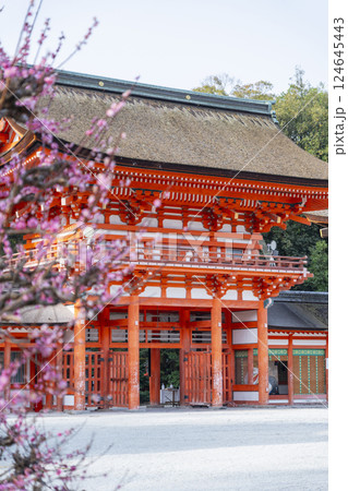 京都 下鴨神社 光琳の梅と楼門 京都 下鴨神社 光琳の梅と楼門 124645443