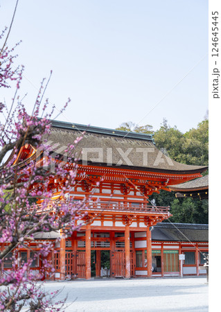 京都　下鴨神社　光琳の梅と楼門 124645445