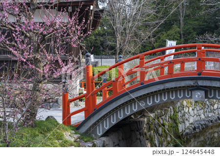 京都　下鴨神社　光琳の梅と朱塗りの輪橋 124645448