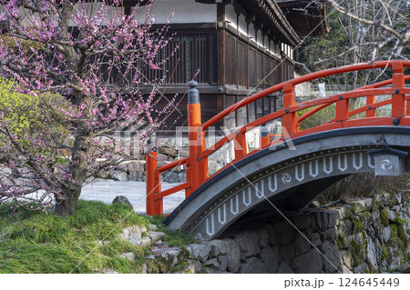 京都 下鴨神社 光琳の梅と朱塗りの輪橋 京都 下鴨神社 光琳の梅と朱塗りの輪橋 124645449