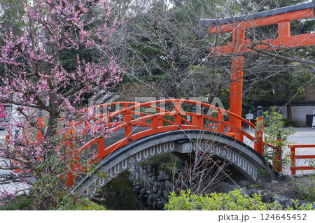京都 下鴨神社 光琳の梅と朱塗りの輪橋 京都 下鴨神社 光琳の梅と朱塗りの輪橋 124645452