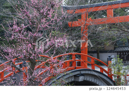 京都　下鴨神社　光琳の梅と朱塗りの輪橋 124645453