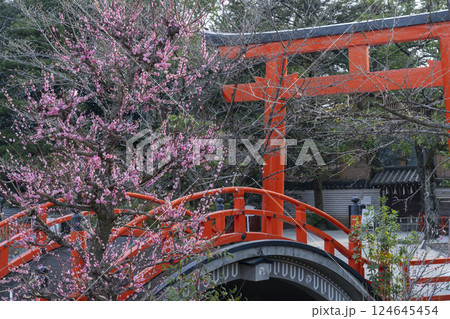 京都　下鴨神社　光琳の梅と朱塗りの輪橋 124645454
