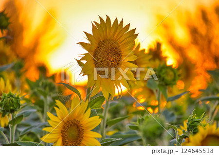 Sunflower field at sunset with golden sunlight and beautiful blooming sunflowers Sunflower field at sunset with golden sunlight and beautiful blooming sunflowers 124645518
