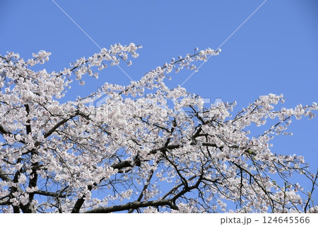 満開のしだれ桜 124645566