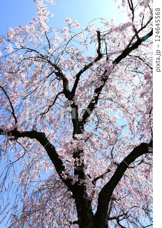 満開のしだれ桜 124645568