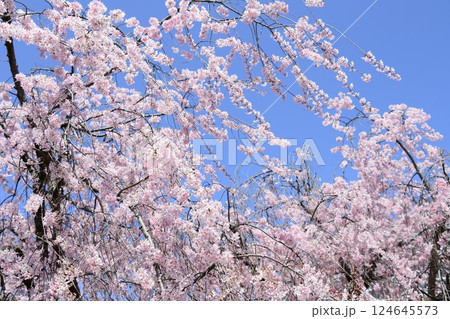 満開のしだれ桜 124645573