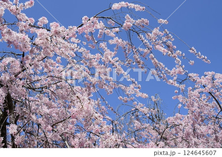 満開のしだれ桜 満開のしだれ桜 124645607