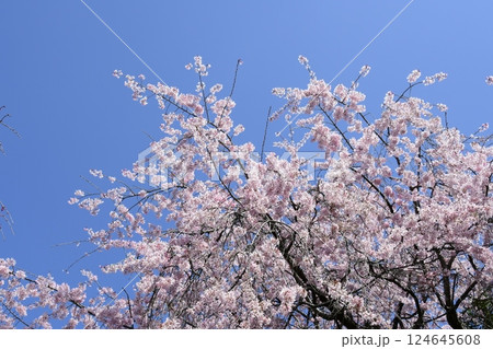 満開のしだれ桜 124645608