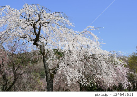 満開のしだれ桜 満開のしだれ桜 124645611