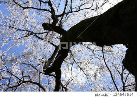 満開のしだれ桜 満開のしだれ桜 124645614