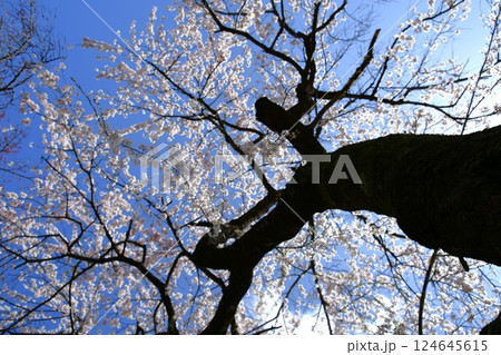 満開のしだれ桜 124645615