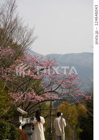 寒緋桜 寒緋桜 124646043