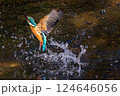 カワセミ SPLASH 124646056