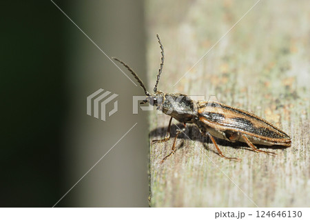 トラフコメツキ 124646130