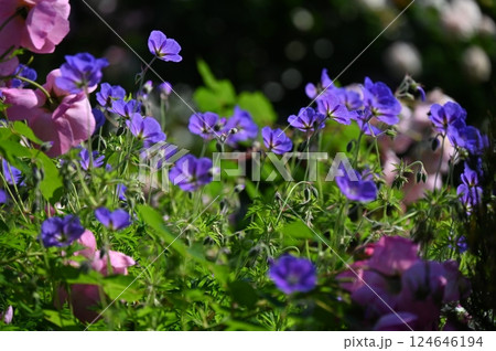 可憐な紫色の花びらが朝日を浴びて爽やか 124646194