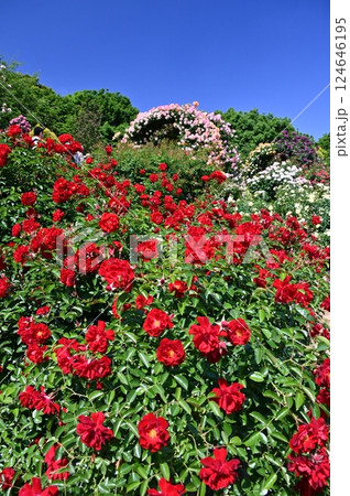 真っ赤な薔薇の花びらの群れに咲き乱れる 124646195