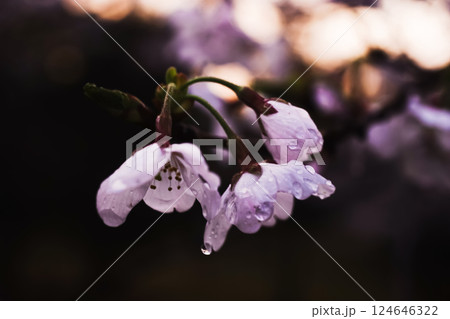 ＜五島の春＞夜明けの鬼岳樹木園の桜 124646322