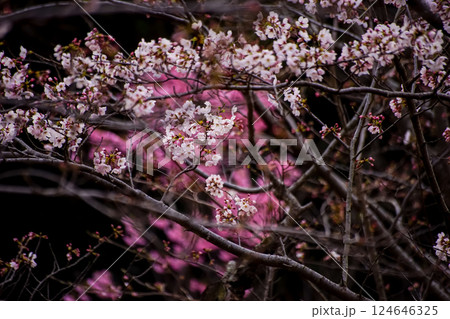 ＜五島の春＞夜明けの鬼岳樹木園の桜 124646325
