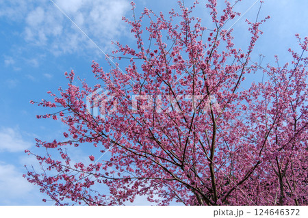 大雄紅桜　神奈川県南足柄市　花咲く里山の風景 124646372