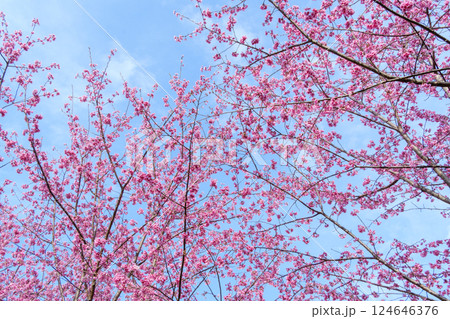 大雄紅桜 神奈川県南足柄市 花咲く里山の風景 大雄紅桜 神奈川県南足柄市 花咲く里山の風景 124646376