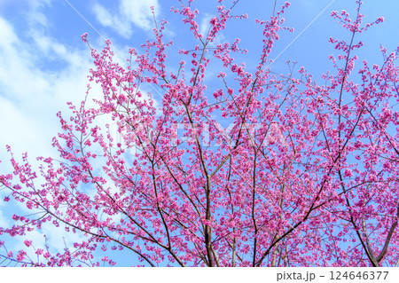 大雄紅桜　神奈川県南足柄市　花咲く里山の風景 124646377