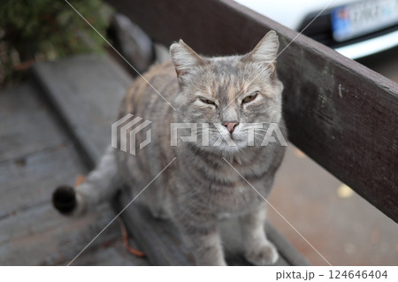 A gray street cat looks at the camera. 124646404