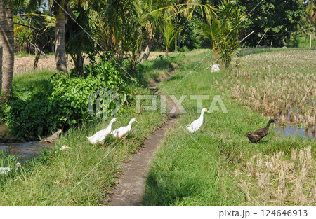 ライスフィールドを行進するアヒルの群れ 124646913