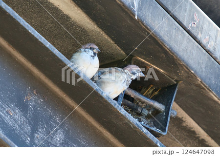 スズメのつがいの巣作り 124647098