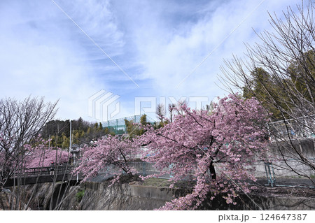 平瀬川畔の河津桜 124647387