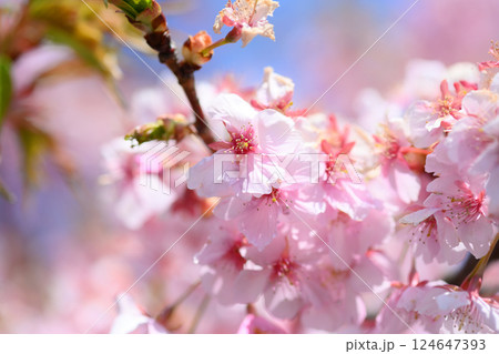 平瀬川畔の河津桜 平瀬川畔の河津桜 124647393