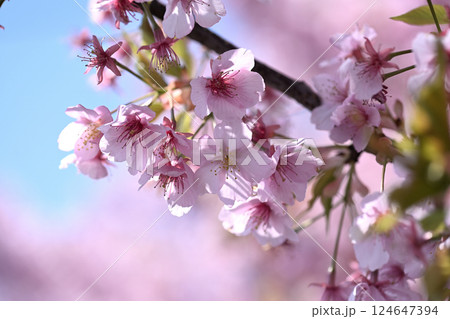 平瀬川畔の河津桜 124647394