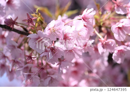 平瀬川畔の河津桜 124647395