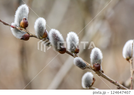 ネコヤナギ 124647407